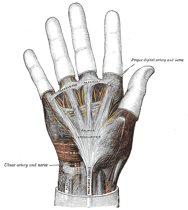 Palmar aponeurosis1